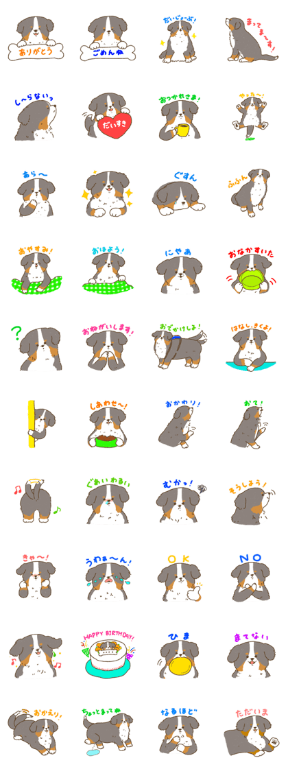 Bernese Mountain Dog<Dog breed>