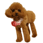 NANA of toy poodle