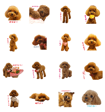 NANA of toy poodle
