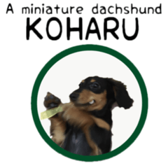 A miniature dachshund KOHARU English.ver