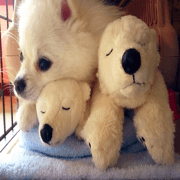 A white pomeranian 2