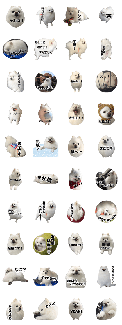 A white pomeranian 2