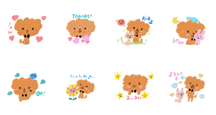 Mocha Mocha of the toy poodle