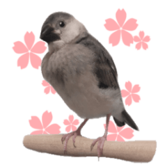 ベビーまめもち