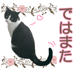 雨の日を数えて ねこが転じて福となす 雨の日を数えて ねこが転じて福となす