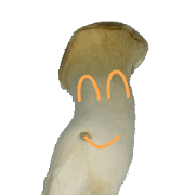 Pleurotus eryngii Humanity conversation
