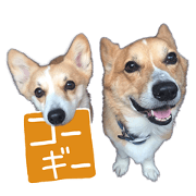 Nam & Hako of a Pembroke Welshi Corgi