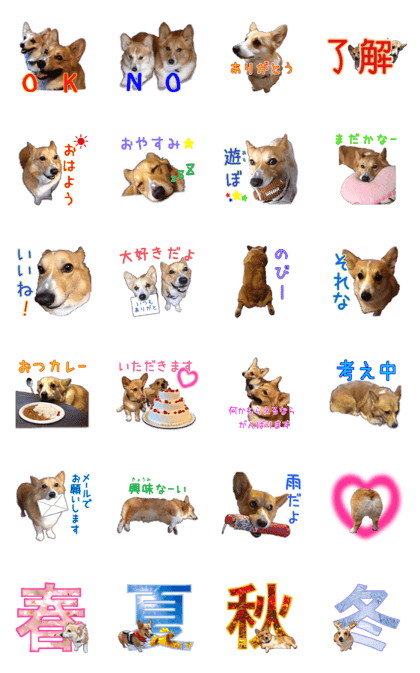 Nam & Hako of a Pembroke Welshi Corgi