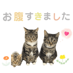 Deka Chibi Muu Stamp