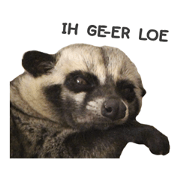 Mumu the Cute Asian Palm Civet 3