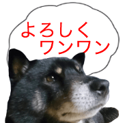 The graceful Kuroshiba-kun