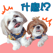 2 Shih Tzu Brothers-photo1