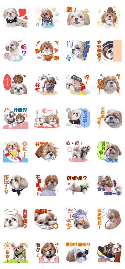 2 Shih Tzu Brothers-photo1
