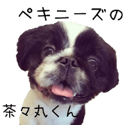 Pekingese Chachamaru