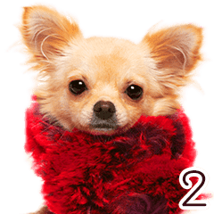 犬写真スタンプ2 Line スタンプ Line Store