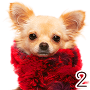 Dog Photo Stickers 02