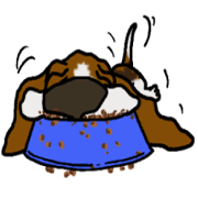 Basset hound 12(dog)