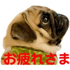 パグ Lineクリエイターズスタンプまとめ Stamplist パグ Lineクリエイターズスタンプまとめ Stamplist