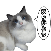 Love cat, that name is Daifuku