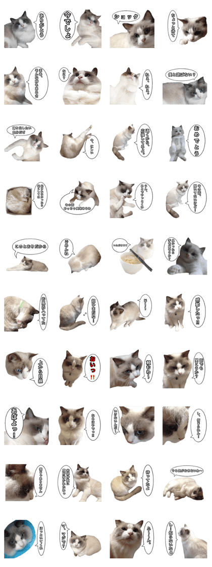 Love cat, that name is Daifuku