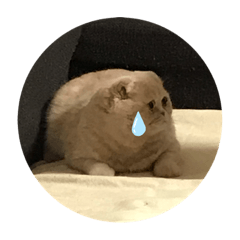 yukari_20201205225144