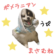 Pomeranian Masamune