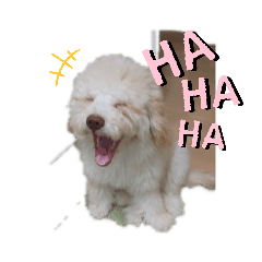 asako_20201206084342