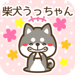 Ucchan became Black Shiba