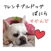 french bulldog banira second edition