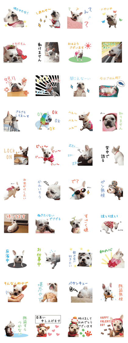 french bulldog banira second edition