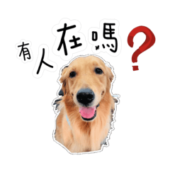 家有猛犬小百威&芋籤&麥麥