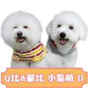 Bichon Frise~Q bi & O bi Part2