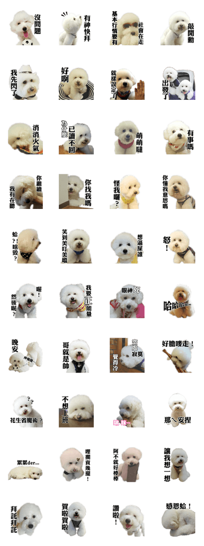 Bichon Frise~Q bi & O bi Part2