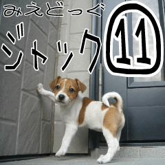 MIEDOG Jack Russell terrier sticker 11