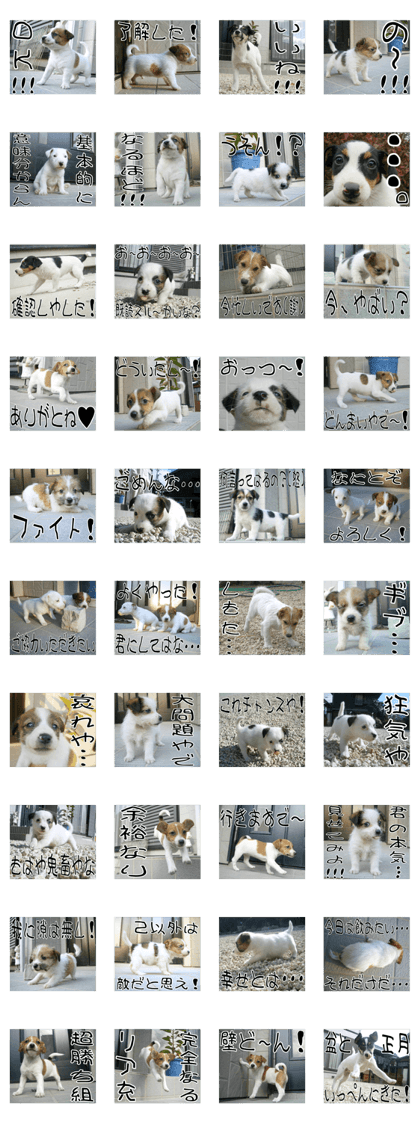MIEDOG Jack Russell terrier sticker 11