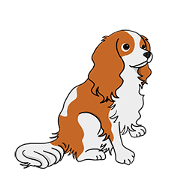 Cavalier ~ daily life ~