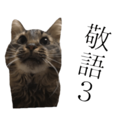 cat of cure Honorific expressions3