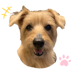 Charlie the Norfolk terrier