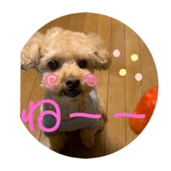 ringo_20201206182853