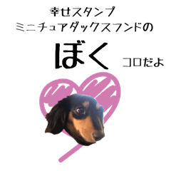 Koro of the miniature dachshund