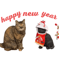 cats from gunma