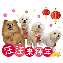 WangWang  Happy New Year