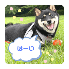 黒豆柴あさちゃんスタンプ⭐︎