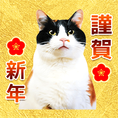 猫写真・年末年始のご挨拶♪【改良・再販】