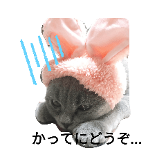 ブリブリの日常