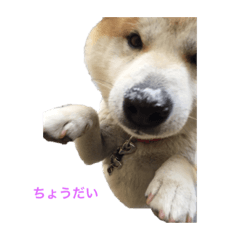 Chubby brown Shiba dog