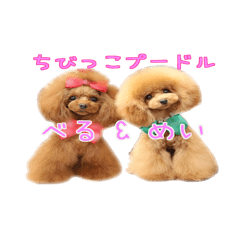 Bell&May little poodles sticker
