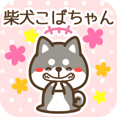 Kobachan became Black Shiba