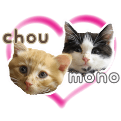 Cat Mono & Chou