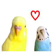 Too pretty budgerigar photograph sticker